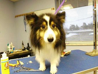 Product - Canine Clip N Snip in Mount Clemens, MI Beauty Salons
