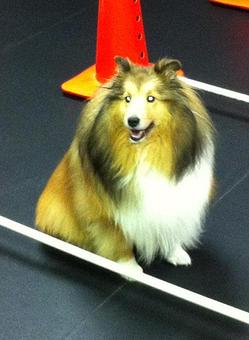 Product - Canine Physical Rehab in Montgomery, IL Physical Therapists