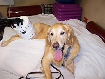 Product - Canine Physical Rehab in Montgomery, IL Physical Therapists