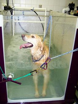 Product - Canine Physical Rehab in Montgomery, IL Physical Therapists