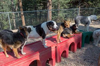 Product - Canine's Canyon in Golden, CO Pet Boarding & Grooming