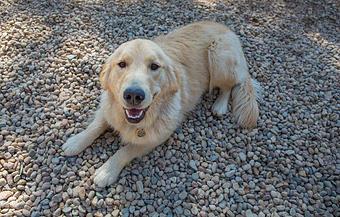 Product - Canine's Canyon in Golden, CO Pet Boarding & Grooming