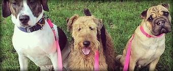 Product - CaNine to Five in Schenectady, NY Pet Boarding & Grooming