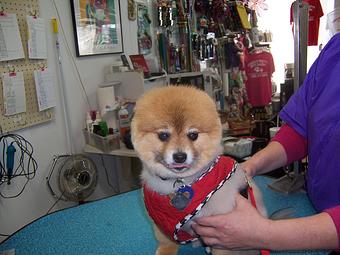 Product - Carol's Pretty Pet Salon in Topeka, KS Pet Boarding & Grooming