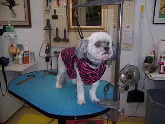 Product - Carol's Pretty Pet Salon in Topeka, KS Pet Boarding & Grooming