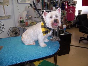 Product - Carol's Pretty Pet Salon in Topeka, KS Pet Boarding & Grooming