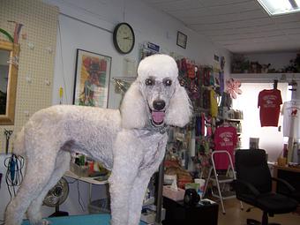 Product - Carol's Pretty Pet Salon in Topeka, KS Pet Boarding & Grooming