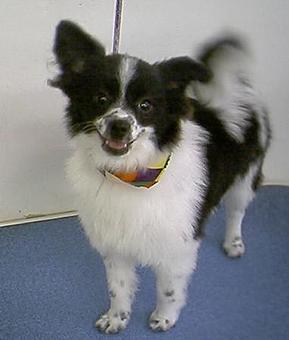 Product - Carol's Pretty Pet Salon in Topeka, KS Pet Boarding & Grooming