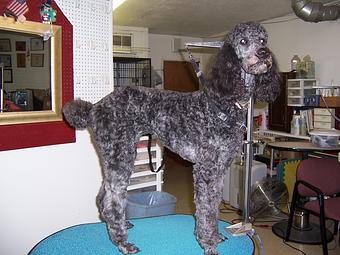 Product - Carol's Pretty Pet Salon in Topeka, KS Pet Boarding & Grooming