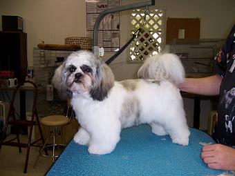 Product - Carol's Pretty Pet Salon in Topeka, KS Pet Boarding & Grooming