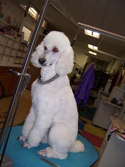 Product - Carol's Pretty Pet Salon in Topeka, KS Pet Boarding & Grooming