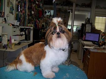 Product - Carol's Pretty Pet Salon in Topeka, KS Pet Boarding & Grooming