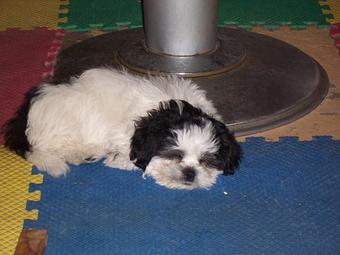 Product - Carol's Pretty Pet Salon in Topeka, KS Pet Boarding & Grooming