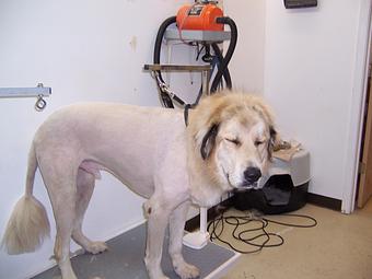 Product - Carol's Pretty Pet Salon in Topeka, KS Pet Boarding & Grooming