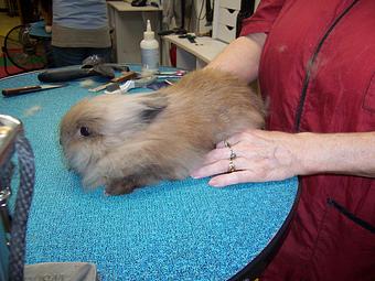Product - Carol's Pretty Pet Salon in Topeka, KS Pet Boarding & Grooming