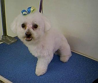 Product - Carol's Pretty Pet Salon in Topeka, KS Pet Boarding & Grooming