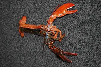 Product - Carrier's Mainely Lobster in Bucksport, ME American Restaurants