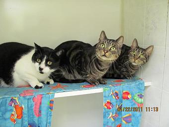 Product: Large spacious condo for all 3 cats. - Cat Chalet - Cat Chalet in Randolph, NJ Cabins Cottages & Chalet Rental