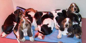 Product - Cedar Creek Pet Resort in Jackson, WI Pet Boarding & Grooming
