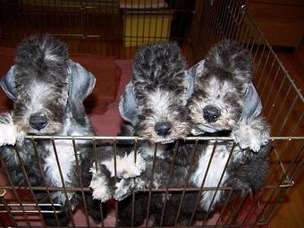 Product - Cedar Creek Pet Resort in Jackson, WI Pet Boarding & Grooming