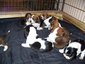 Product - Cedar Creek Pet Resort in Jackson, WI Pet Boarding & Grooming