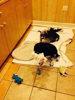 Product - Chateau La Pooch in Madison, MS Pet Boarding & Grooming