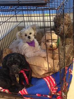 Product - Chewy Vuitton Doggy Day Care in Garfield, NJ Child Care & Day Care Services