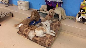 Product - Chewy Vuitton Doggy Day Care in Garfield, NJ Child Care & Day Care Services