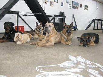 Product - Chicago Canine Academy in Chicago, IL Pet Care Services