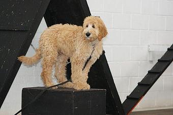 Product - Chicago Canine Academy in Chicago, IL Pet Care Services