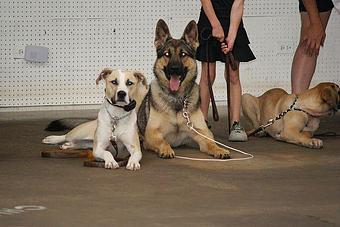 Product - Chicago Canine Academy in Chicago, IL Pet Care Services