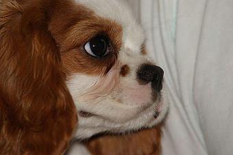 Product - Chicago Canine Academy in Chicago, IL Pet Care Services