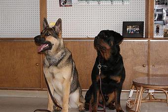 Product - Chicago Canine Academy in Chicago, IL Pet Care Services