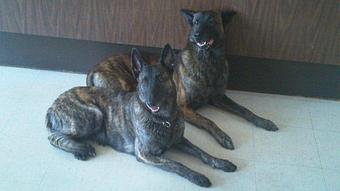 Product - Chicago Canine Academy in Chicago, IL Pet Care Services