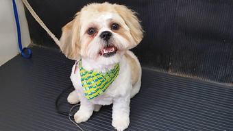 Product - Chico's Grooming Spa in Dacono, CO Pet Boarding & Grooming