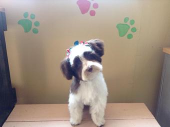 Product - Chico's Grooming Spa in Dacono, CO Pet Boarding & Grooming