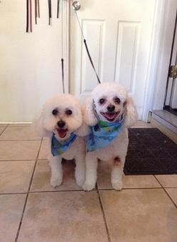 Product - Chico's Grooming Spa in Dacono, CO Pet Boarding & Grooming