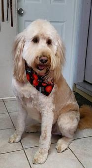 Product - Chico's Grooming Spa in Dacono, CO Pet Boarding & Grooming