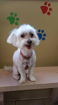 Product - Chico's Grooming Spa in Dacono, CO Pet Boarding & Grooming