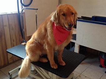Product - Chico's Grooming Spa in Dacono, CO Pet Boarding & Grooming