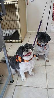 Product - Chico's Grooming Spa in Dacono, CO Pet Boarding & Grooming