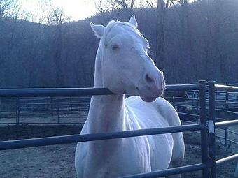 Product - Cimarron Ranch in Putnam Valley, NY Farms