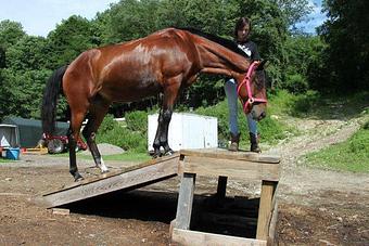Product - Cimarron Ranch in Putnam Valley, NY Farms