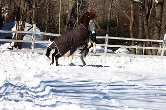 Product - Cimarron Ranch in Putnam Valley, NY Farms
