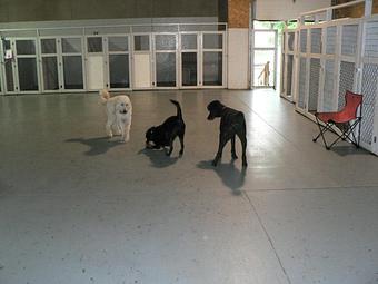 Product - Circle Kennel Club in Green Bay, WI Pet Boarding & Grooming Product - Circle Kennel Club in Green Bay, WI Pet Boarding & Grooming