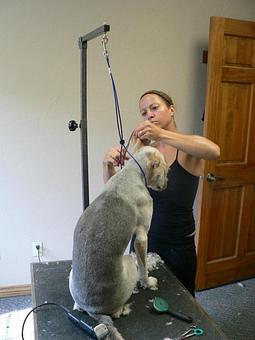 Product - Circle Kennel Club in Green Bay, WI Pet Boarding & Grooming Product - Circle Kennel Club in Green Bay, WI Pet Boarding & Grooming