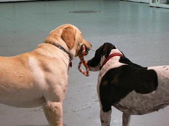 Product - Circle Kennel Club in Green Bay, WI Pet Boarding & Grooming Product - Circle Kennel Club in Green Bay, WI Pet Boarding & Grooming