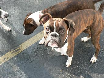 Product - Circle Kennel Club in Green Bay, WI Pet Boarding & Grooming Product - Circle Kennel Club in Green Bay, WI Pet Boarding & Grooming