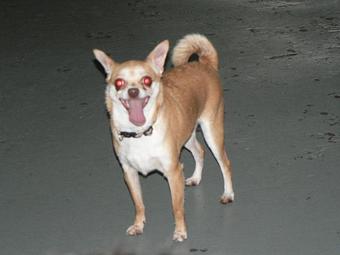 Product - Circle Kennel Club in Green Bay, WI Pet Boarding & Grooming Product - Circle Kennel Club in Green Bay, WI Pet Boarding & Grooming