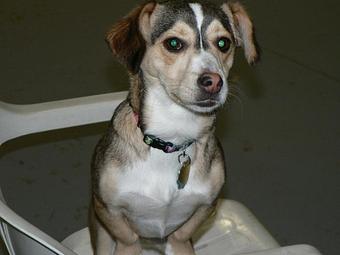 Product - Circle Kennel Club in Green Bay, WI Pet Boarding & Grooming Product - Circle Kennel Club in Green Bay, WI Pet Boarding & Grooming